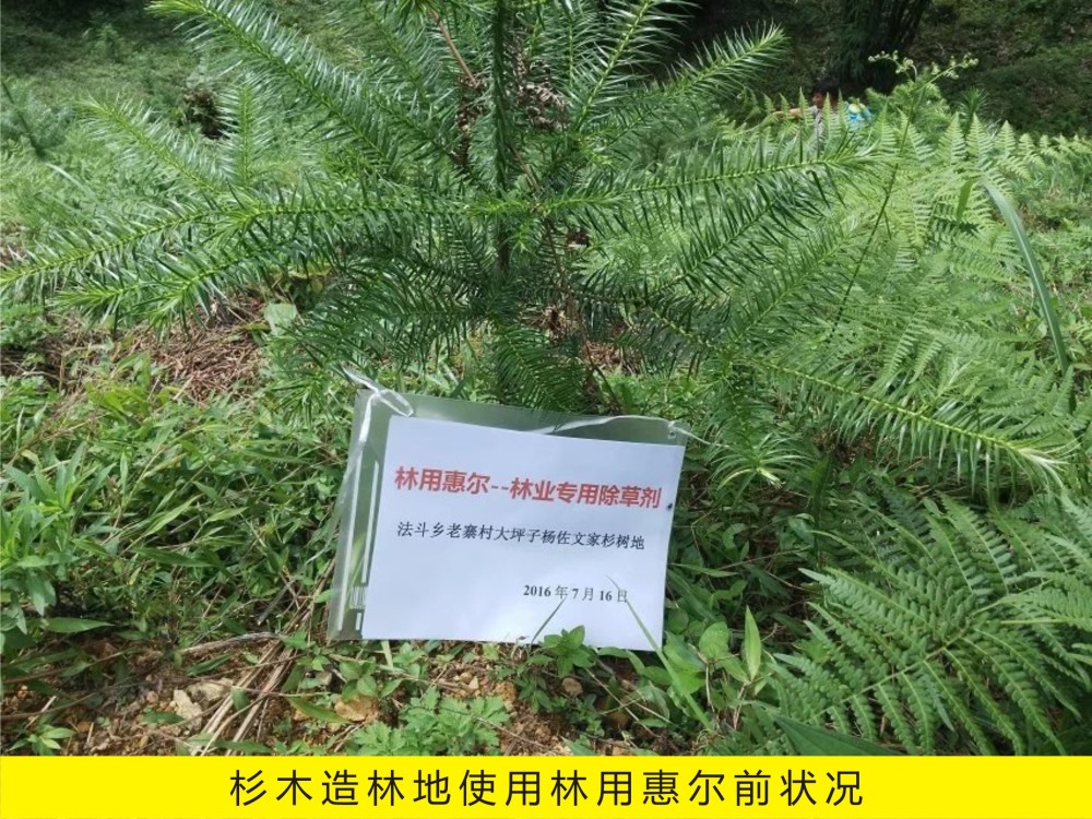 云南省田疇縣使用林用惠爾防除杉木林地雜草